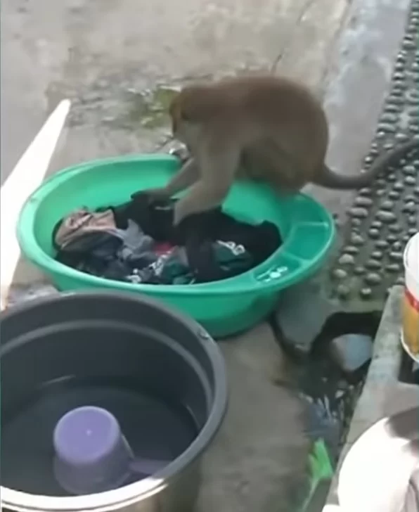 Video. Un mono salvaje sorprendió a una mujer al ayudarla a “lavar” la ropa