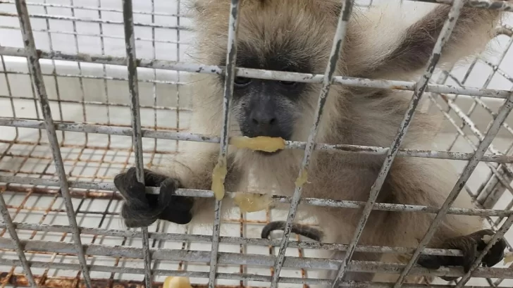 Más de 9 mil animales fueron rescatados por la guardia rural durante octubre en Santa Fe