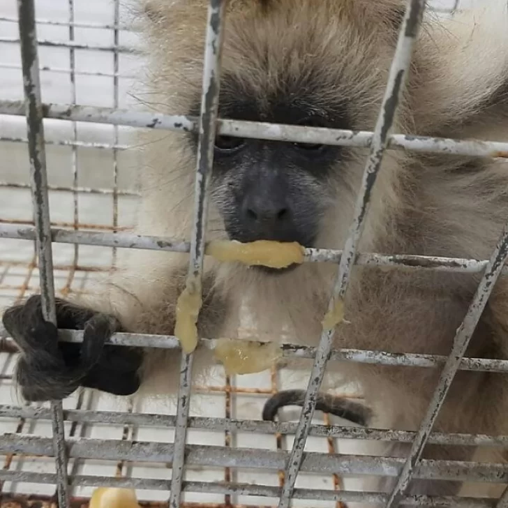 Más de 9 mil animales fueron rescatados por la guardia rural durante octubre en Santa Fe Más de 9 mil animales fueron rescatados por la guardia rural durante octubre en Santa Fe