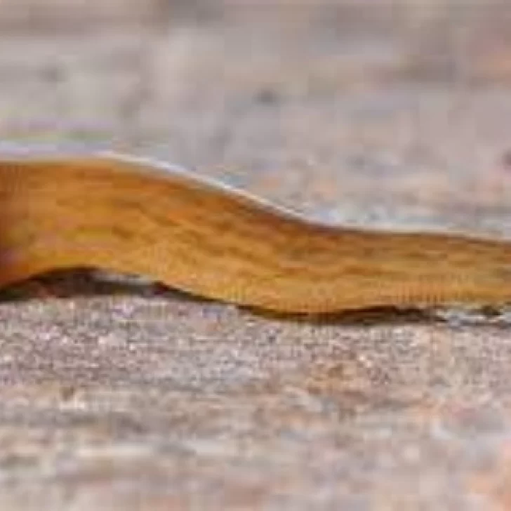 Un gusano argentino es amenaza en países de Europa Un gusano argentino es amenaza en países de Europa