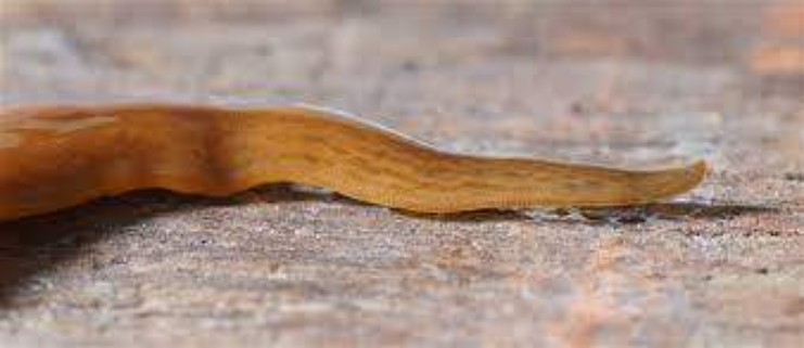 Un gusano argentino es amenaza en países de Europa Un gusano argentino es amenaza en países de Europa