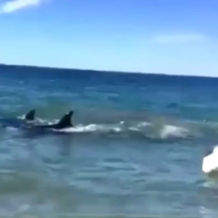 Mirá el video: orcas sorprendieron a navegantes en Punta Pardelas Mirá el video: orcas sorprendieron a navegantes en Punta Pardelas
