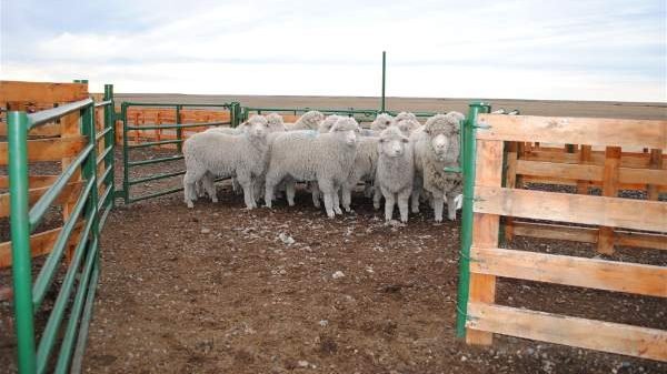 Vida rural en cuarentena: “Las ovejas siguen comiendo”