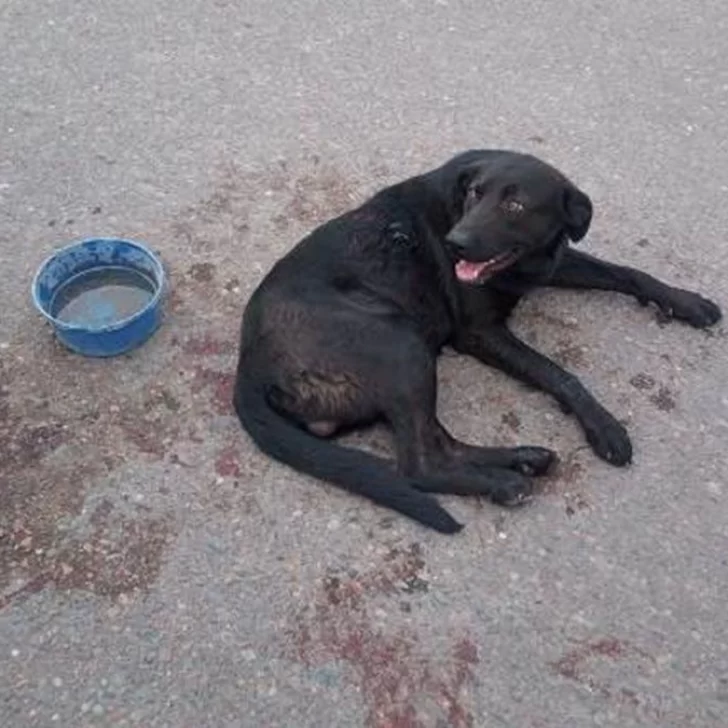 Video. Ató a su perro al auto, lo arrastró siete cuadras a 60 km/h y le destrozó las patas Video. Ató a su perro al auto, lo arrastró siete cuadras a 60 km/h y le destrozó las patas