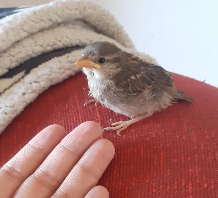 Video. Conmovedor reencuentro de Pío Pío, el pichón perdido en Río Gallegos que volvió a las alas de su madre