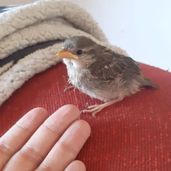Video. Conmovedor reencuentro de Pío Pío, el pichón perdido en Río Gallegos que volvió a las alas de su madre Video. Conmovedor reencuentro de Pío Pío, el pichón perdido en Río Gallegos que volvió a las alas de su madre