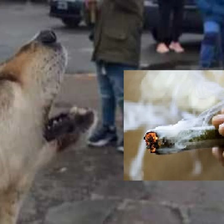 La salud de Pochoclo: la marihuana es altamente tóxica para los perros La salud de Pochoclo: la marihuana es altamente tóxica para los perros