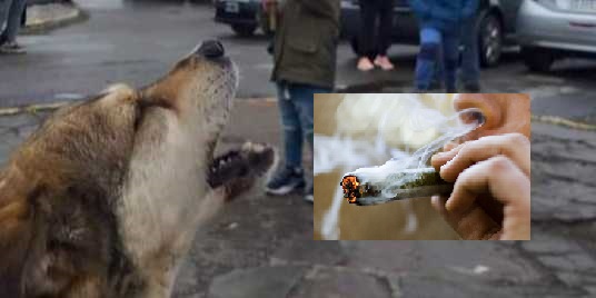 La salud de Pochoclo: la marihuana es altamente tóxica para los perros