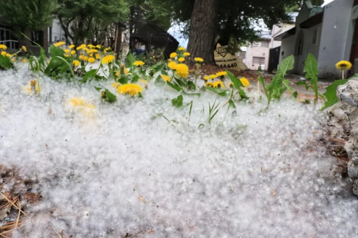 Río Gallegos se cubrió de “pelusas” blancas ¿Qué son y de dónde vienen?