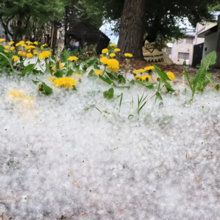 Río Gallegos se cubrió de “pelusas” blancas ¿Qué son y de dónde vienen? Río Gallegos se cubrió de “pelusas” blancas ¿Qué son y de dónde vienen?
