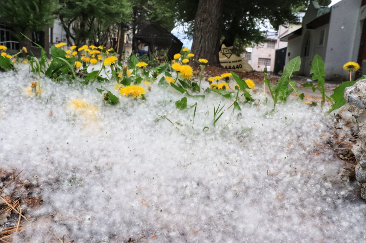Río Gallegos se cubrió de “pelusas” blancas ¿Qué son y de dónde vienen? Río Gallegos se cubrió de “pelusas” blancas ¿Qué son y de dónde vienen?