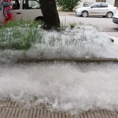 Apareció la “pelusa blanca” en Río Gallegos: ¿por qué no causa alergia?