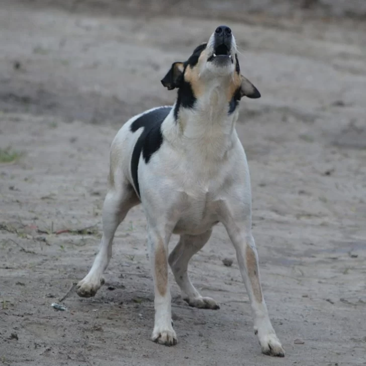 Los ladridos de un perro alertaron a los vecinos y salvaron a un enfermo de Covid-19