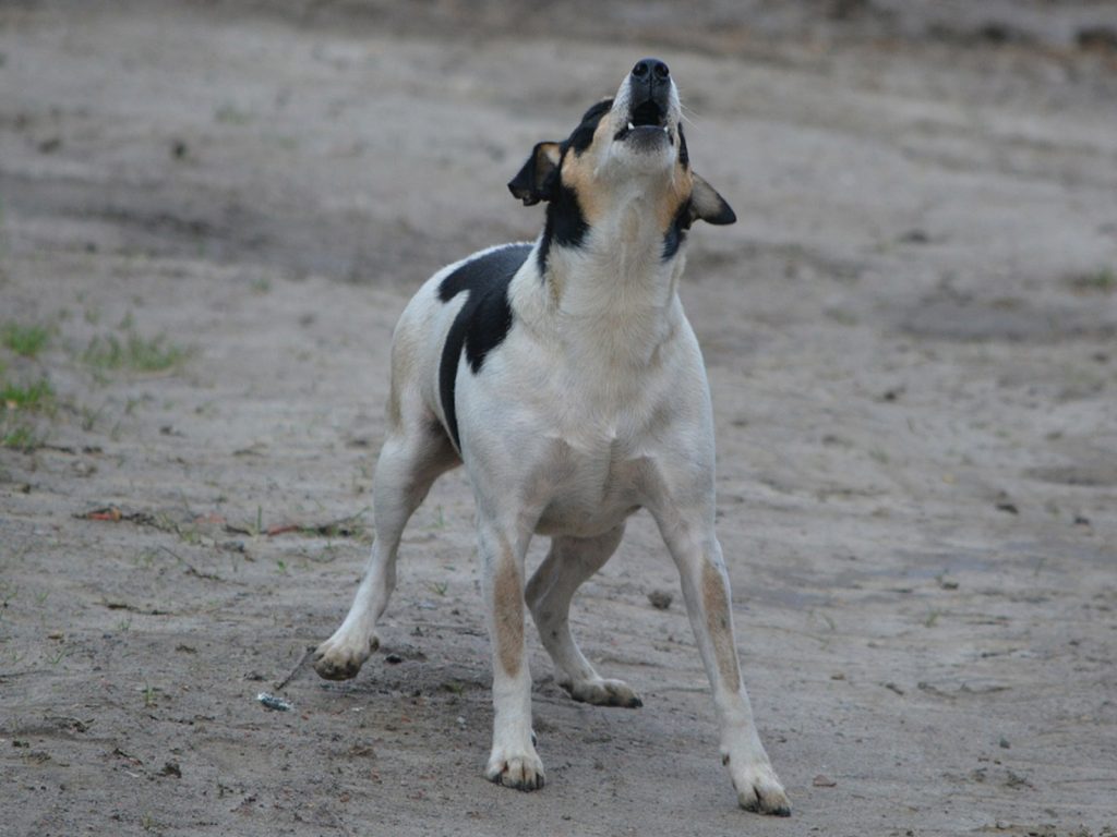 Los ladridos de un perro alertaron a los vecinos y salvaron a un enfermo de Covid-19