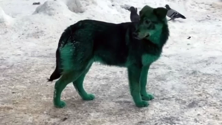 Video. Perros de pelaje verde desconciertan a vecinos de Rusia