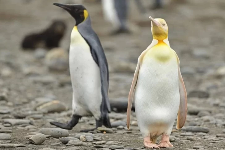 Por primera vez fotografían a un pingüino amarillo