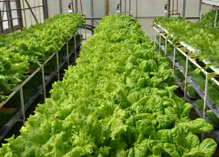 Hidroponía: ¿se viene la revolución en la provisión de verduras frescas?