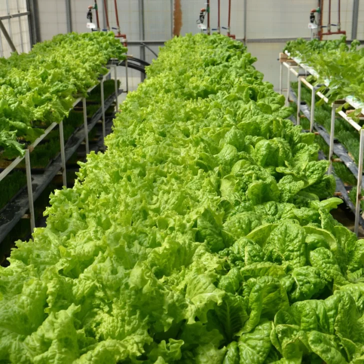 Hidroponía: ¿se viene la revolución en la provisión de verduras frescas?