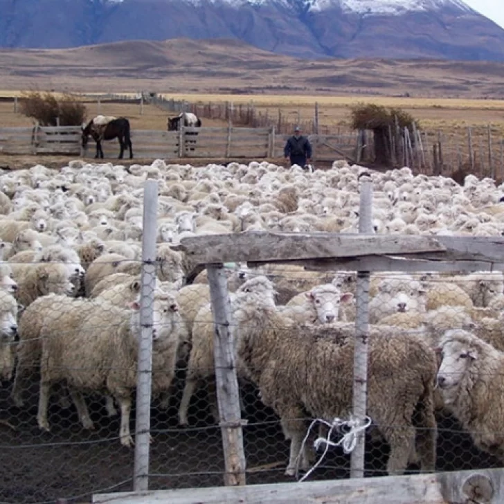 Los números de la producción ovina de la última década y su desafío futuro