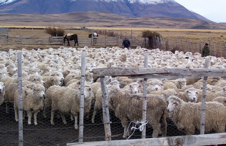 Los números de la producción ovina de la última década y su desafío futuro