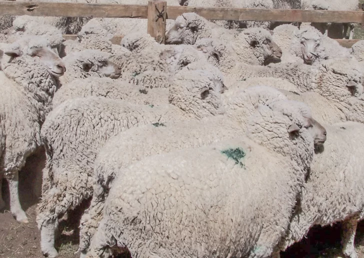 Huella de carbono: carne y lana patagónica en desventaja