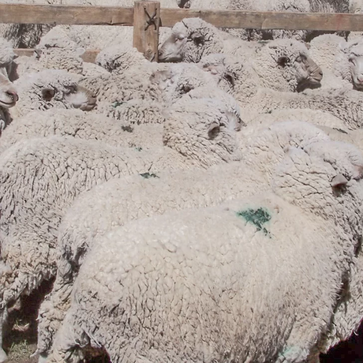 Huella de carbono: carne y lana patagónica en desventaja
