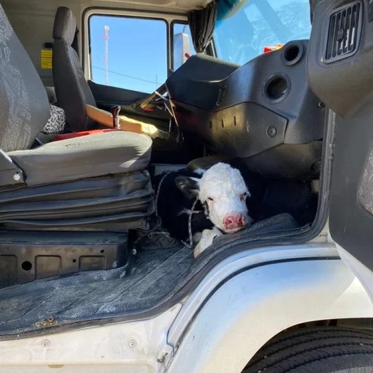 Tenía una ternera escondida en su camión y lo descubrió Gendarmería