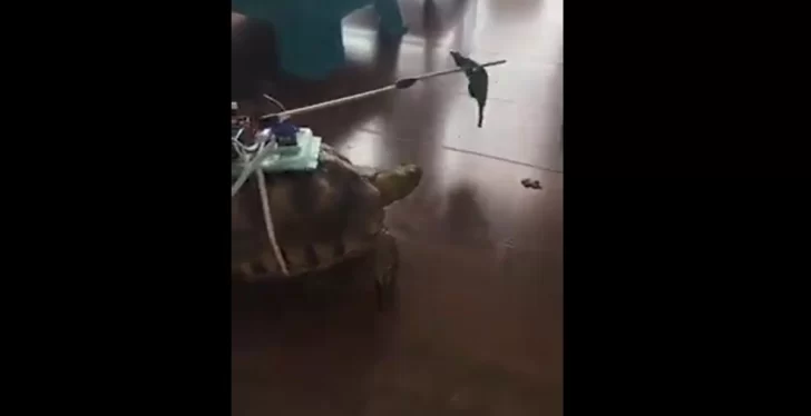 Indigna en las redes sociales el video de un hombre burlándose de su tortuga