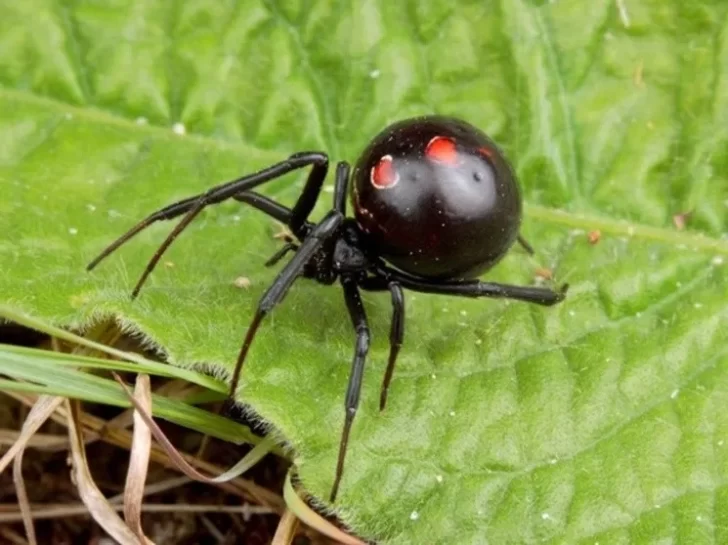Lo picó una araña viuda negra, no pudo conseguir el antídoto y murió