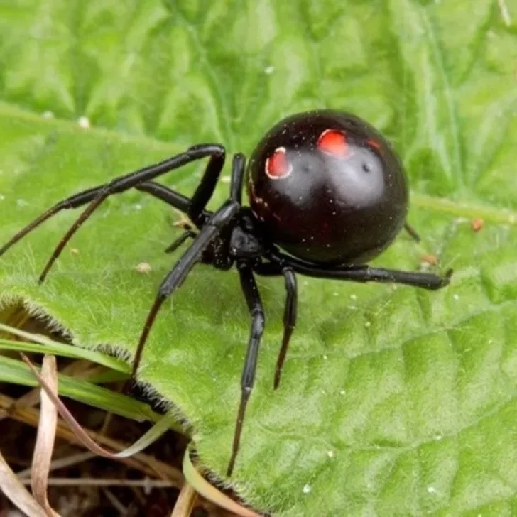 Lo picó una araña viuda negra, no pudo conseguir el antídoto y murió Lo picó una araña viuda negra, no pudo conseguir el antídoto y murió