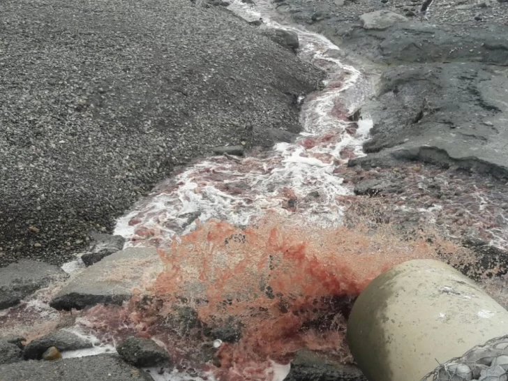 Nuevamente contaminan la costanera local con residuos de faena