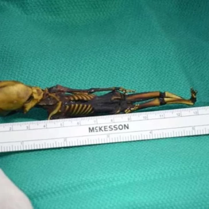 Se resolvió el misterio del increíble esqueleto minúsculo de Atacama