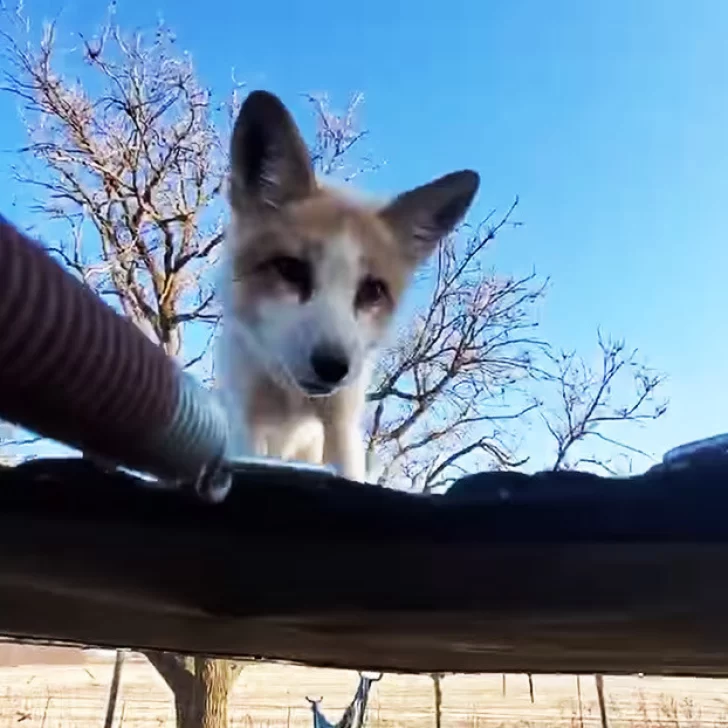 Video. A los saltos: un zorro es grabado jugando en un trampolín