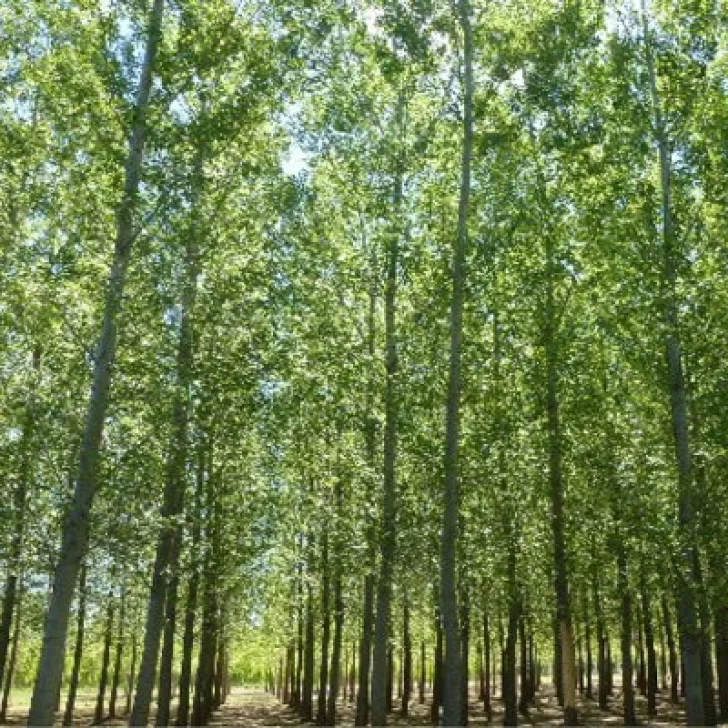 Pulgones, la plaga que ataca a los árboles en verano: cómo combatirla