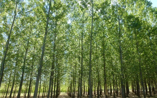 Pulgones, la plaga que ataca a los árboles en verano: cómo combatirla