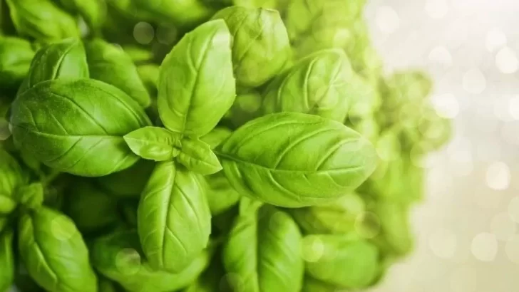 Cómo usar la albahaca para limpiar la casa de malas energías antes de Año Nuevo