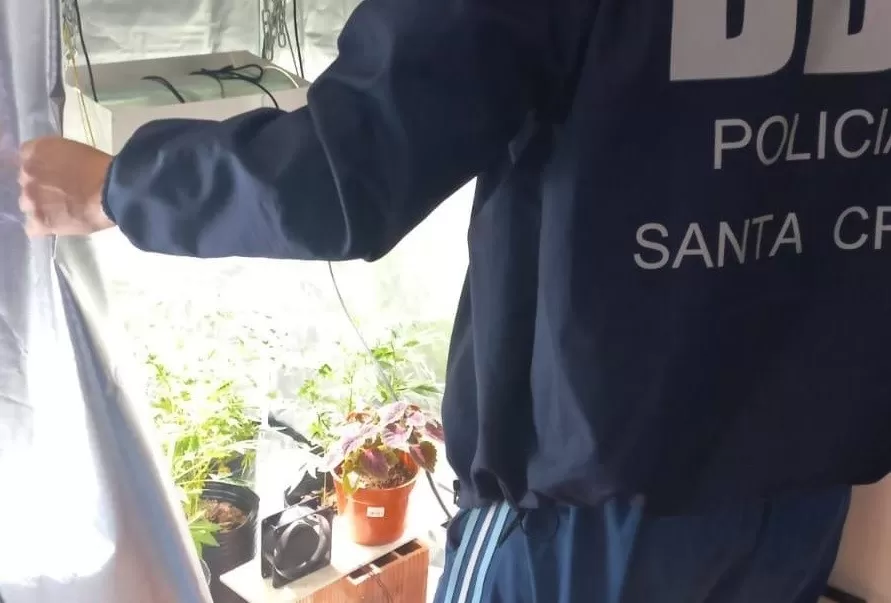 Le allanaron la casa y encontraron tres carabinas, una escopeta y plantas de marihuana