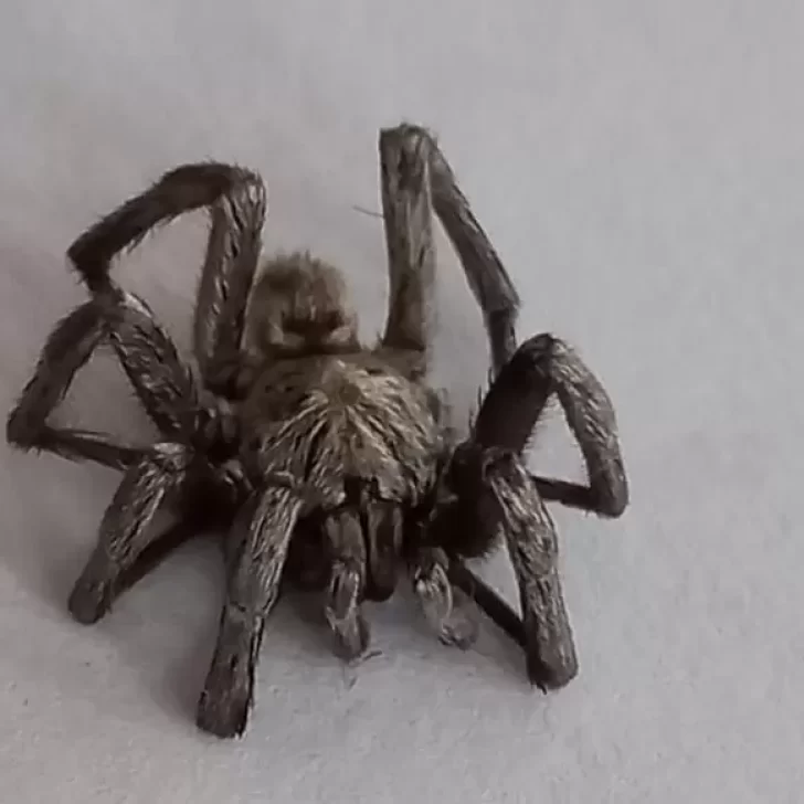 Encontró una tarántula que mide 8 centímetros y la guardó en un frasco: teme que sea venenosa