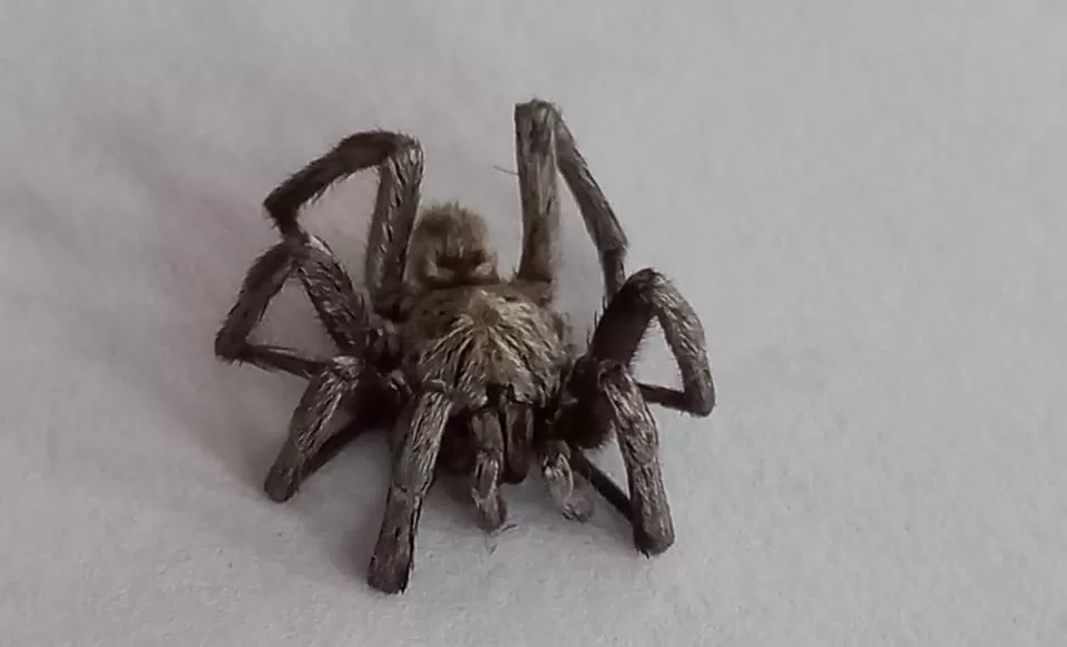 Encontró una tarántula que mide 8 centímetros y la guardó en un frasco: teme que sea venenosa