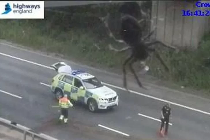 Araña “gigante” apareció en la grabación de una cámara de tránsito y provocó terror