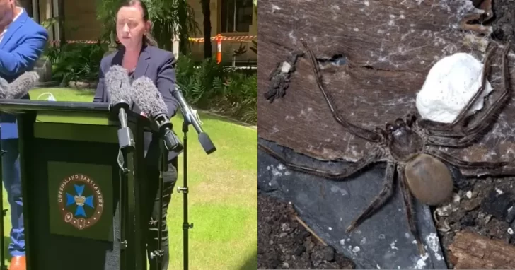 Australia: una araña gigante interrumpió una conferencia de prensa sobre covid