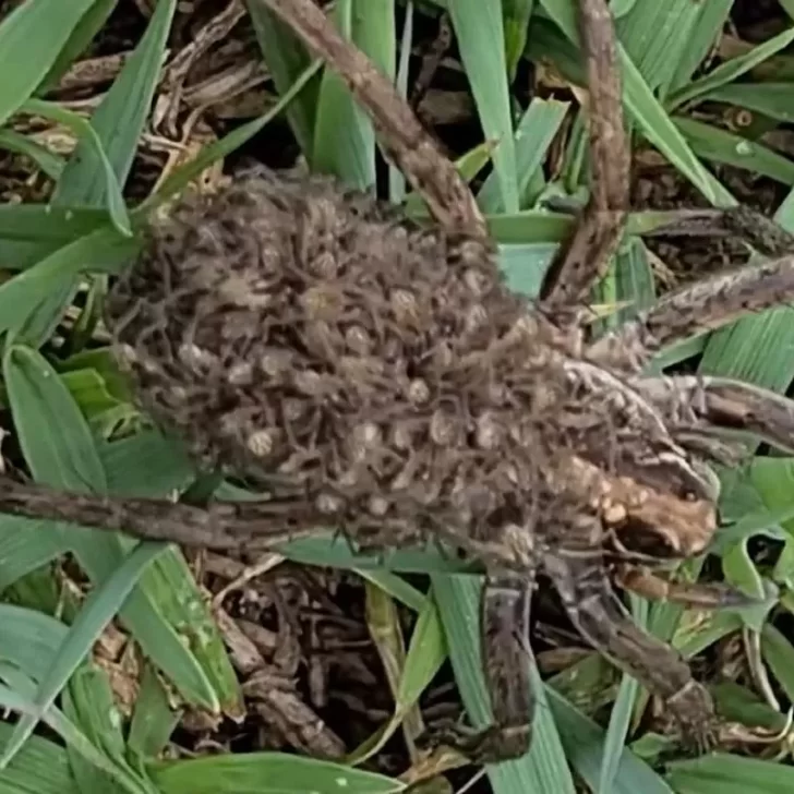 Madre sobreprotectora: la asombrosa imagen de una araña lobo con más de 100 crías sobre su espalda