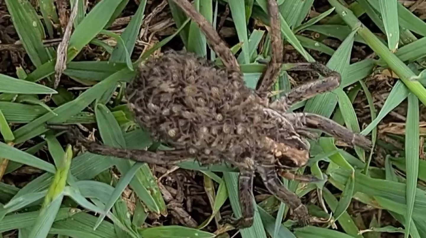 Madre sobreprotectora: la asombrosa imagen de una araña lobo con más de 100 crías sobre su espalda