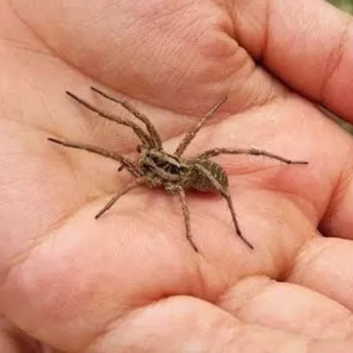 ¿Cómo es y qué produce la picadura de una araña lobo?