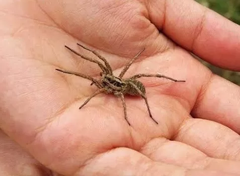 ¿Cómo es y qué produce la picadura de una araña lobo?