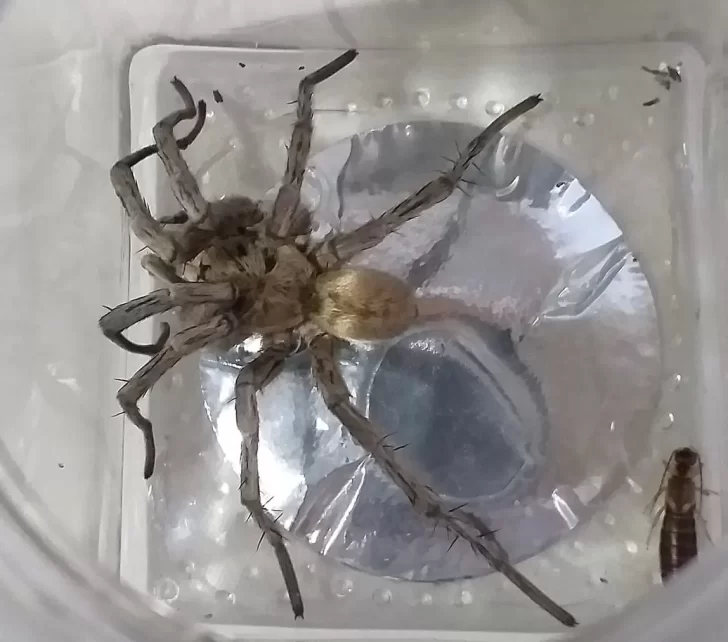Las “primas” de la araña lobo aparecieron en otra localidad de Santa Cruz: cuáles son las recomendaciones