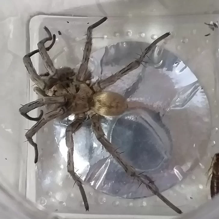 Las “primas” de la araña lobo aparecieron en otra localidad de Santa Cruz: cuáles son las recomendaciones