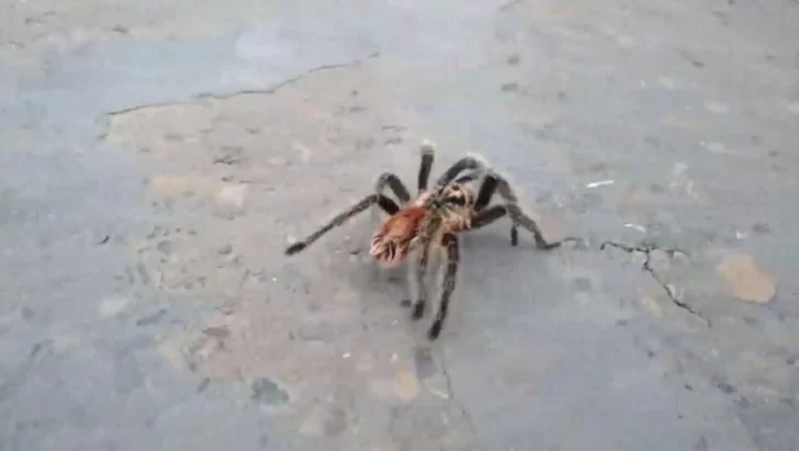 Video. Una inmensa araña apareció en la Ruta 3: ¿tarántulas en Santa Cruz?