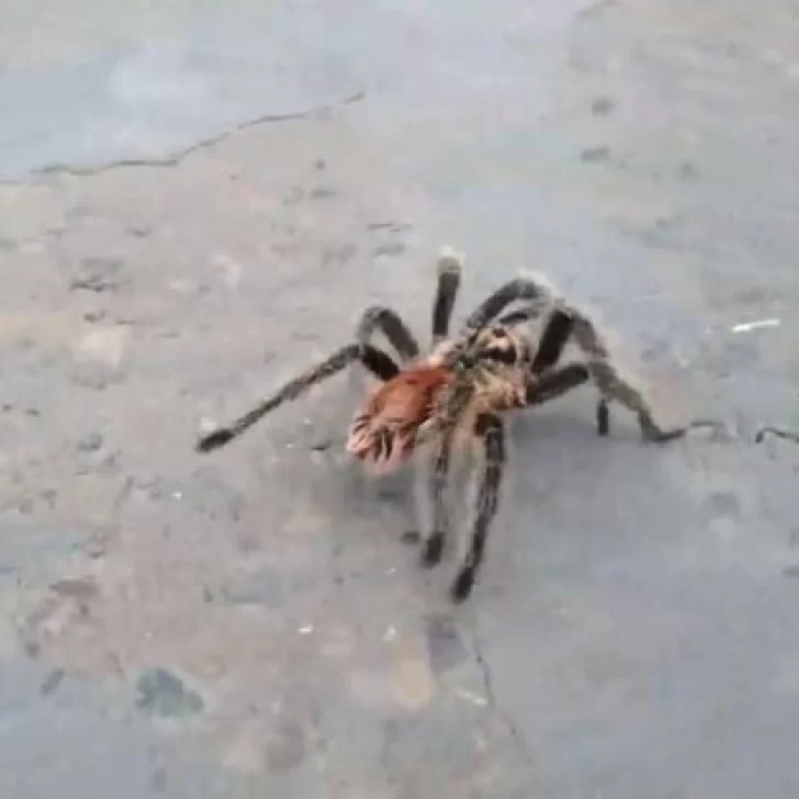 Video. Una inmensa araña apareció en la Ruta 3: ¿tarántulas en Santa Cruz?