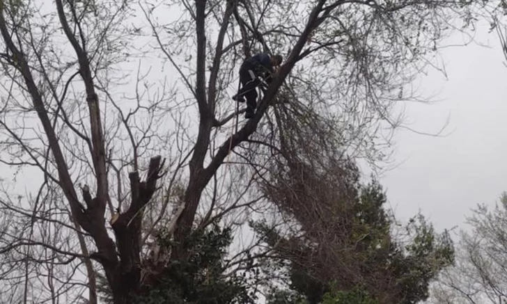 Se desmayó mientras podaba un árbol y quedó colgado a 6 metros de altura